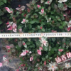 沐春花卉--花葉絡(luò)石 彩葉絡(luò)石 地被墻體綠化小盆栽 爬藤植物40冠