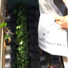 沐春常春藤--基地直銷 青葉常春藤盆栽 工程綠化苗木小盆栽 140杯