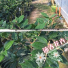 沐春金花茶--基地直供 嫁接防城金花茶 3-5公分砧木 植株飽滿 90