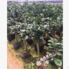沐春金花茶--基地直供 嫁接防城金花茶 3-5公分砧木 植株飽滿 90