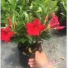 沐春花卉--供應(yīng)飄香藤/雙喜藤 新型藤本植物 室內(nèi)室外帶香味盆栽