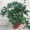 沐春桂花--盆栽桂花 年桂盆栽 室外綠化植物 植株均勻 45盆徑