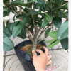 沐春花卉--盆栽桂花 當(dāng)年開花 株型勻稱 月桂年桂丹桂 1米高70冠