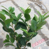 沐春--基地批發(fā)烈香茶花苗 綠化占地苗木 茶花小苗杯苗 量大從優(yōu)