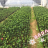 沐春杜鵑茶--基地直銷 四季杜鵑紅山茶 帶花苞15-20CM 苗正根壯