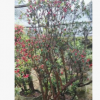 沐春杜鵑樁--野生下杜鵑樁盆栽 映山紅熟樁 精品紫花紅花杜鵑樁