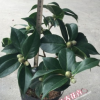沐春茶花--五色赤丹茶花 一樹多色精品茶花 3年苗16杯帶花苞