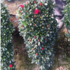 沐春杜鵑--基地直銷 游龍 玫紅懸崖杜鵑盆栽 精品年宵花卉 60長
