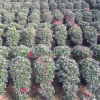 沐春杜鵑--基地直銷 游龍 玫紅懸崖杜鵑盆栽 精品年宵花卉 60長