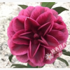 沐春茶花--嫁接紅葉貝拉紫貝拉 嫁接青葉貝拉 貝拉大玫瑰 3cm砧木