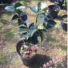 沐春茶花--名貴茶花品種 綠色茶花苗 綠色可娜 青花綠云 3年苞苗
