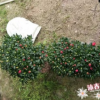 沐春杜鵑--基地直銷 招財進寶玫紅杜鵑盆栽 高檔造型室內杜鵑盆栽