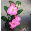 沐春花卉--供應飄香藤/雙喜藤 新型藤本植物 室內室外帶香味盆栽