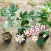 沐春花卉-自產自 八角金盤盆栽苗 工程綠化苗 40公分高 量大從優