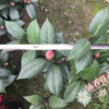 沐春茶花--青葉紅葉貝拉/紫貝拉/黑貝拉/ 原生苗 40-50高 30冠幅