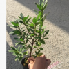 沐春花卉--綠化工程苗木 毛杜鵑小苗 20CM袋裝 毛娟苗 量大從優