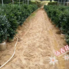 沐春花卉--基地直供3-4-5公分中大型竹柏盆栽 綠化竹柏假植袋苗