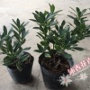 沐春花卉--基地直銷 金邊瑞香 瑞香苗 16杯帶3個花苞以上80立棵