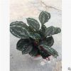 沐春竹芋--基地直銷 黑玫瑰竹芋/美麗竹芋/彩虹竹芋-室內辦公布景 舉報