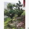 沐春花卉---雀舌黃楊盆景 微型盆景 小型雀舌黃楊樹樁 瓜子黃楊樹