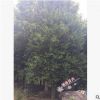沐春竹柏--地徑14/15公分竹柏，精品綠化樹，冠幅飽滿，植株均勻