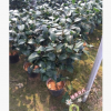 沐春茶花--克瑞墨大牡丹 芳香型茶花盆栽 紅香茶 80高帶花苞
