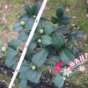 沐春茶花--克瑞墨大牡丹 芳香型茶花盆栽 紅香茶 19杯70高帶花苞