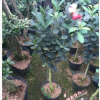 沐春茶花--嫁接中小型四季杜鵑茶 杜鵑紅山茶 冠幅30CM 砧木2CM