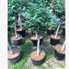 沐春金花茶--基地直供 嫁接防城金花茶 3-5公分砧木 植株飽滿