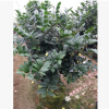 沐春金花茶--基地直供嫁接防城金花茶 防城金花茶盆栽 5-8cm砧木