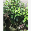沐春金花茶--珍貴茶花品種 正宗隆安毛瓣金花茶 嫁接老盆大規格