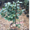 沐春茶花--供應七仙女 一株多色 傳統名花 21杯年宵茶花 帶花苞