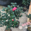 沐春茶花--18杯赤丹帶花苞茶花盆栽 株型飽滿 花苞均勻 葉色翠綠