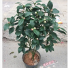 沐春茶花--精品赤丹帶花苞茶花 赤丹紅大紅色茶花 年宵茶花 23杯