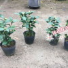 沐春-精品茶花 花貝拉 青葉貝拉 青貝拉 貝拉大玫瑰 16杯帶花苞