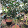 沐春花卉--批發嫁接黑魔法茶花 黑紅色名貴茶花品種 精品嫁接茶花