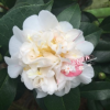 沐春花卉--供應香太陽茶花 帶蘋果香氣大型花 年宵茶花帶花苞