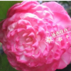 沐春-精品進口茶花 吉普賽女郎 嫁接美蘭茶花 藍粉色茶花品種