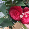 沐春花卉--精品茶花嫁接 赤丹系列之黑赤丹 金碧輝煌 黑紅色茶花