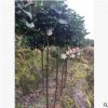 沐春花卉-供應大五寶茶花苗 園林綠化精品茶花苗 地載茶花苗