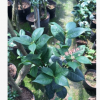 沐春花卉-供應嫁接情人節茶花 巨型山茶花 多分枝兩三公分粗