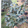 沐春花卉-五色赤丹茶花 一樹多色精品茶花 年宵花卉帶花苞茶花