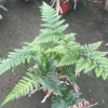 沐春花卉--大量供應 兔腳蕨/狼尾蕨 苔蘚背景植物 微景觀專用 90#