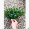 沐春花卉--基地批發金魚草/金魚吊蘭/ 優質紅盆160# 20-25盆徑