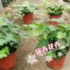 沐春花卉--供應青葉/花葉/金邊常春藤 室內綠植盆栽 紅盆120