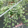 沐春花卉--批發供應花葉常春藤吊蘭盆栽 230杯50公分超長藤蔓