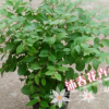 沐春花卉--紫薇盆栽 產地直銷 價格優惠