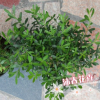 沐春花卉--供應新幾內亞鳳仙花 觀花盆栽 色彩鮮艷花色豐富 16杯