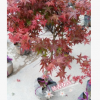 沐春花卉--供應各種規格紅楓 日本紅楓 盆栽綠化苗木