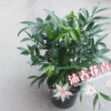 沐春花卉供應竹柏 辦公室綠植 室內盆栽 竹柏多顆組 單顆高度25CM